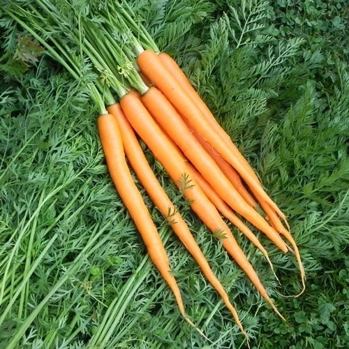 Imperator 58 Carrot Seeds – 200 Packets Daucus carota Heirloom Vegetable Garden Seeds for Home & Commercial Growing