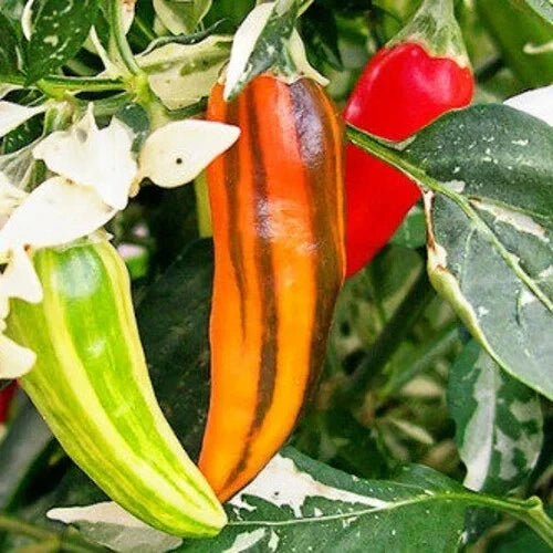Fish Pepper Seeds - Heirloom Non-GMO Capsicum annuum, Medium-Hot, Variegated Foliage, Colorful Peppers, Compact Bushy Plant