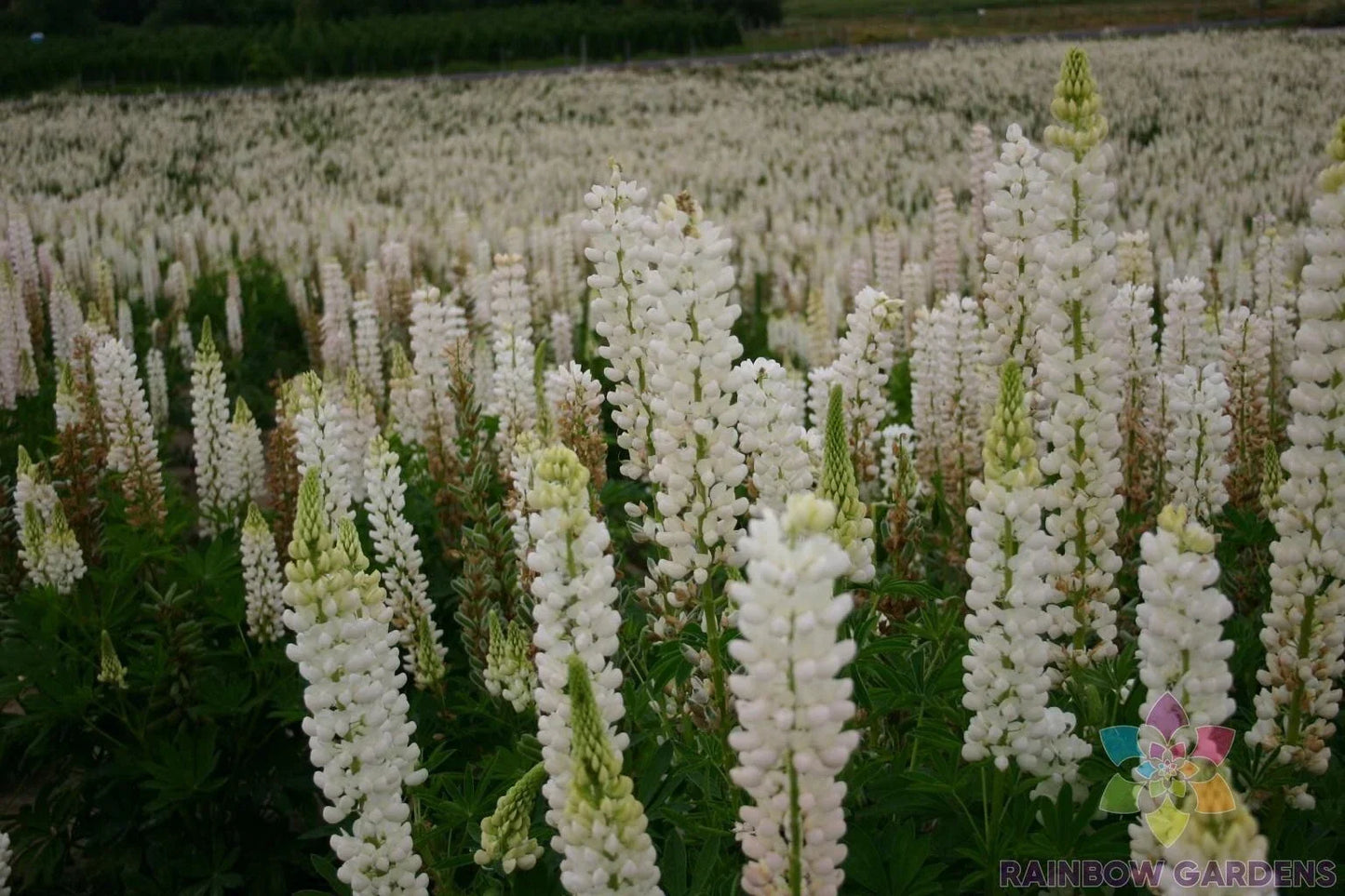 Russell White Lupine Seeds – 25+ Non-GMO Perennial Flower Seeds for Garden, White Blooms, Lupinus polyphyllus, Easy to Grow