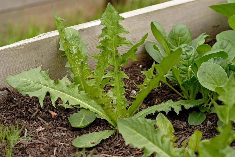 Italian Dandelion Seeds Bulk 500 - Edible Salad Garnish Taraxacum officinale Herbaceous Perennial