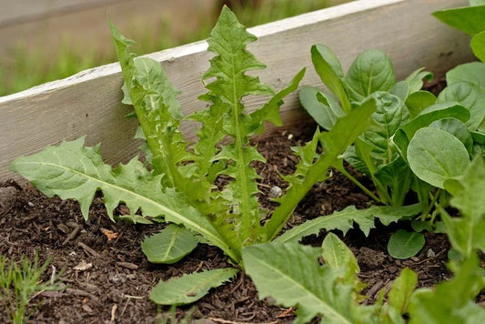 Italian Dandelion Seeds Bulk 500 - Edible Salad Garnish Taraxacum officinale Herbaceous Perennial