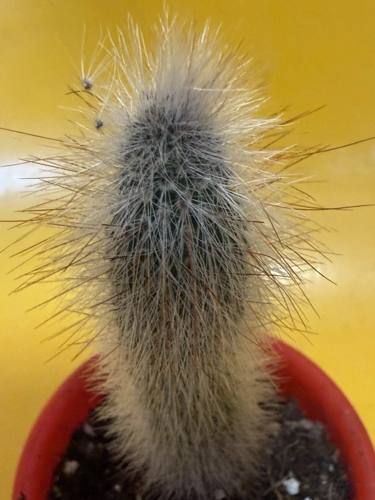 Thrixanthosereus Cullmanianus Cactus Plant | Unique Succulent for Indoor Outdoor Decor | Low-Maintenance Desert Plant
