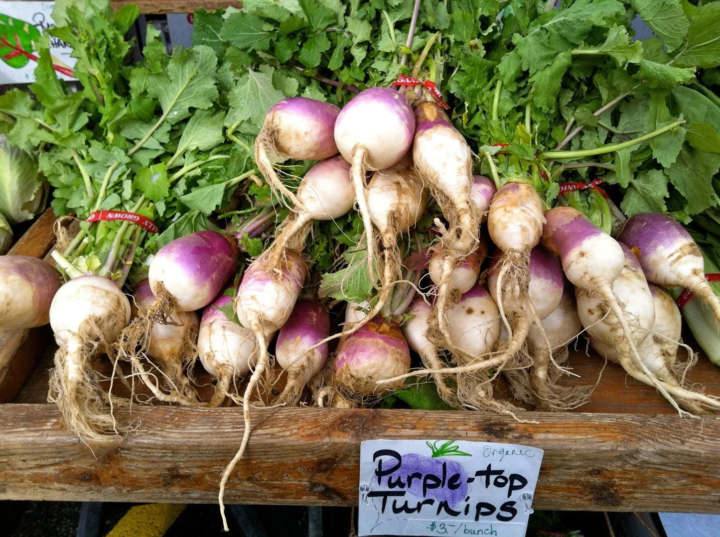 Turnip Seeds 200 Count Purple Top White Globe Brassica rapa - Edible Roots & Greens for Home Gardens