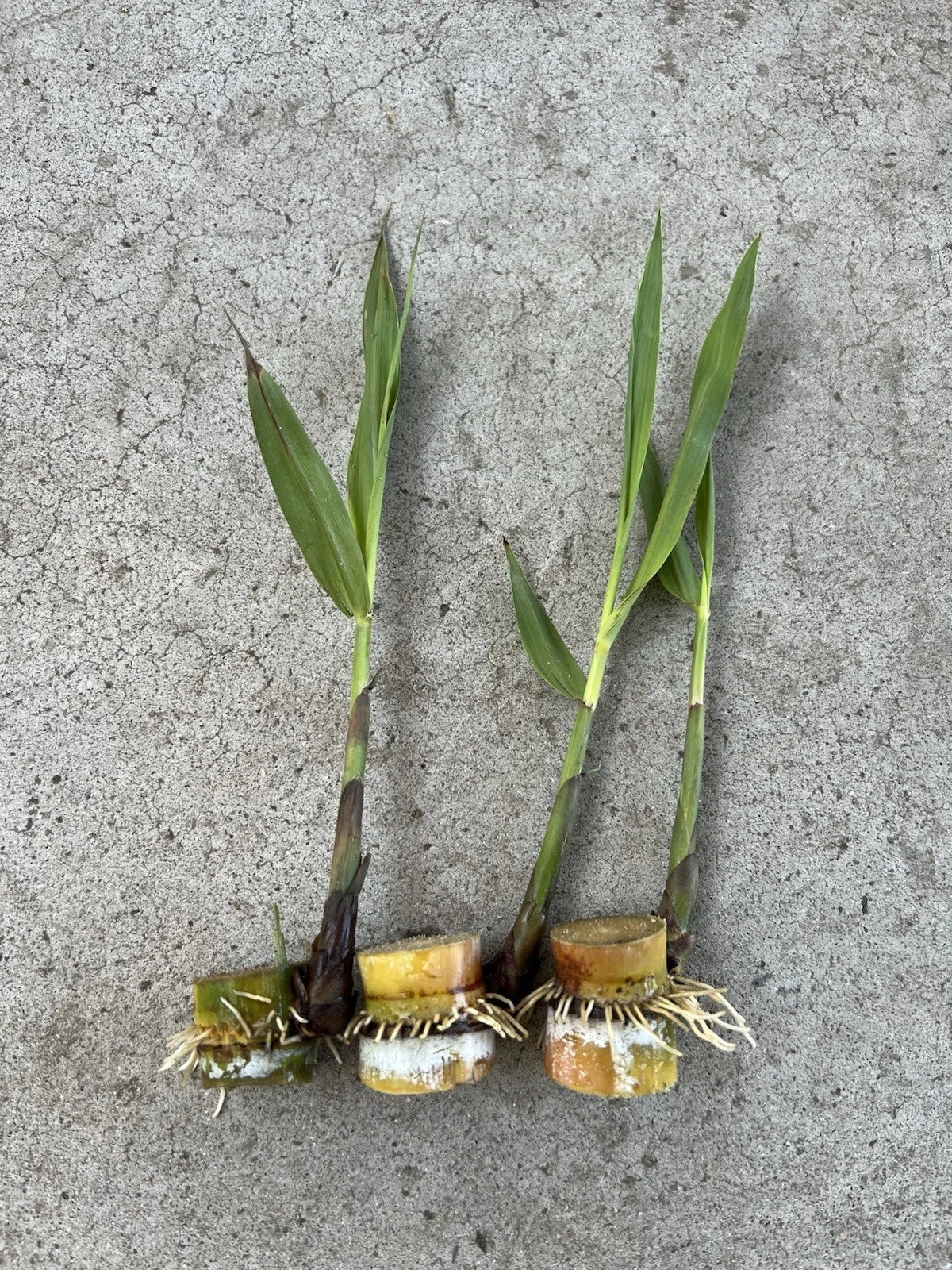 Rooted Sugarcane Cuttings - 3 PCs Saccharum officinarum Tropical Plant for Home Garden and Container Growing