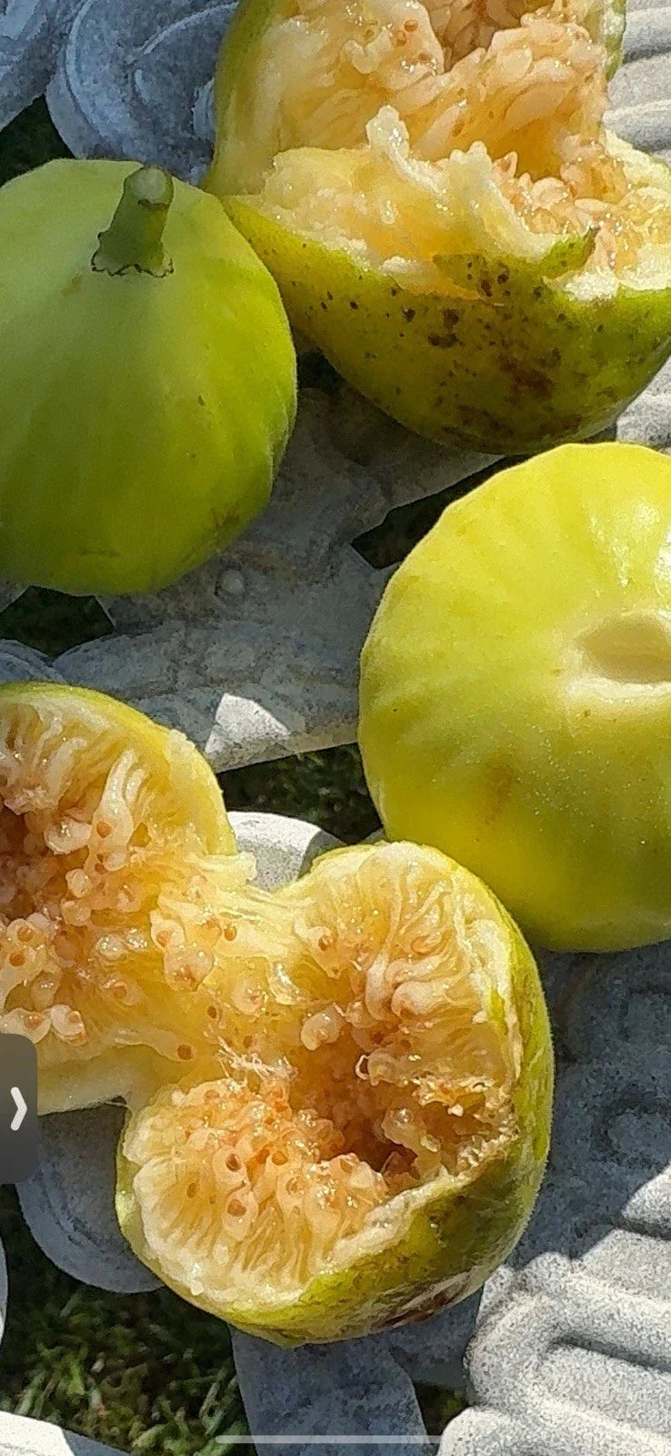 Fresh Cuttings of White Marseilles Fig Plant Ficus carica for Propagation and Gardening