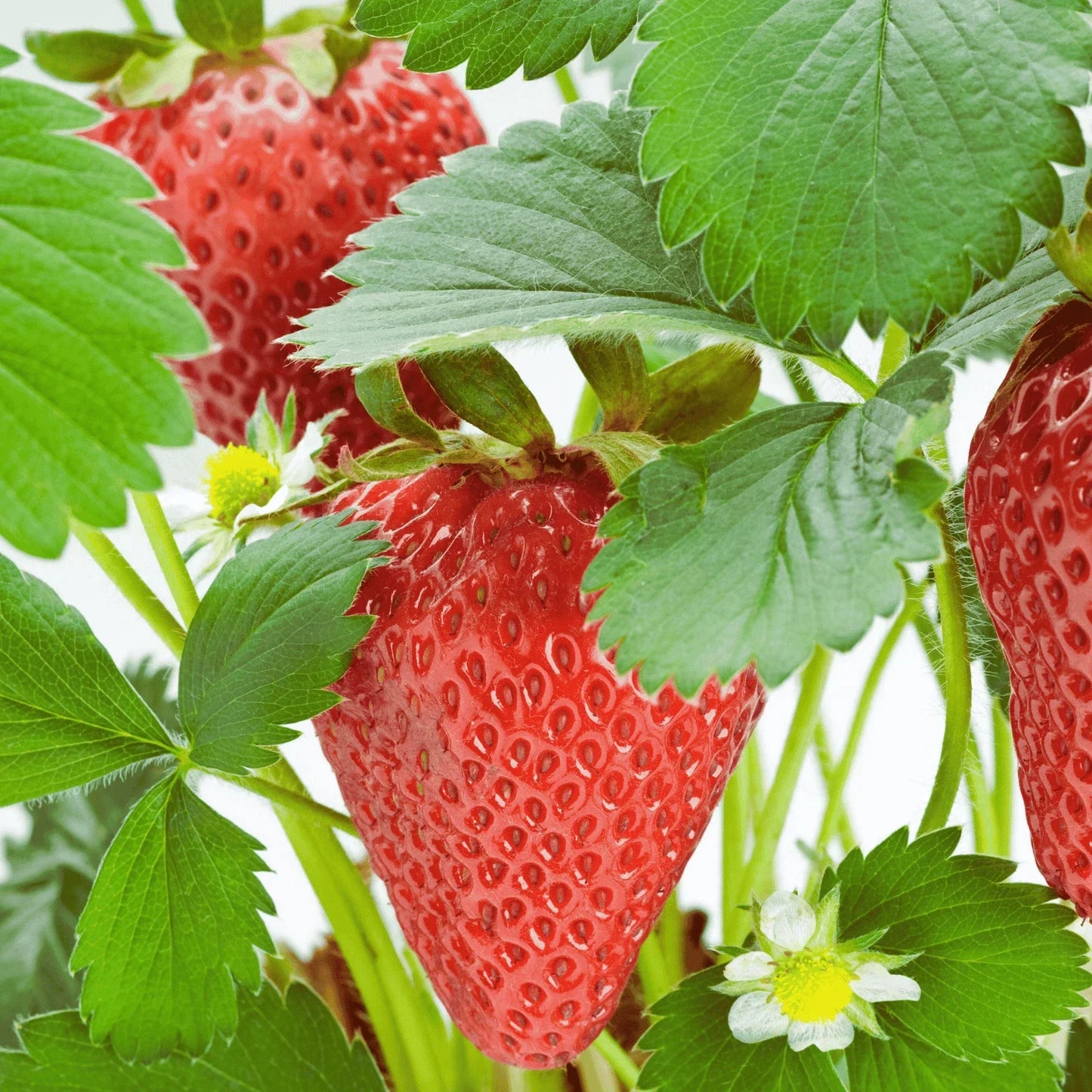 Rutgers D'light Strawberry Roots – Bare Root Ever-Bearing Fragaria × ananassa for Home Garden, Fresh Fruit Production