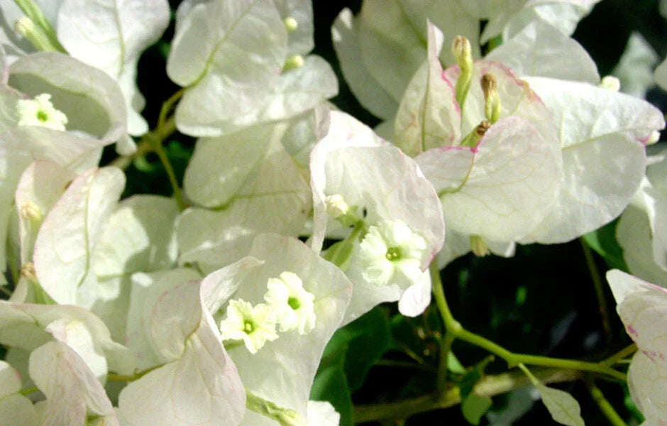 Bougainvillea Starter Plant - Seafoam Variety - Well Rooted Bougainvillea spp. for Gardens, Containers, and Trellises