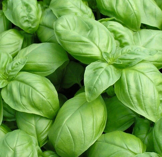 Italian Large Leaf Basil Seeds – Non-GMO Herb Garden Pack of 600+ – Ocimum basilicum, Aromatic Culinary Herb