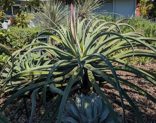 Lot of 5 Rooted Octopus Agave Plants, Agave vilmoriniana, Succulent Collection for Garden or Indoor Decor
