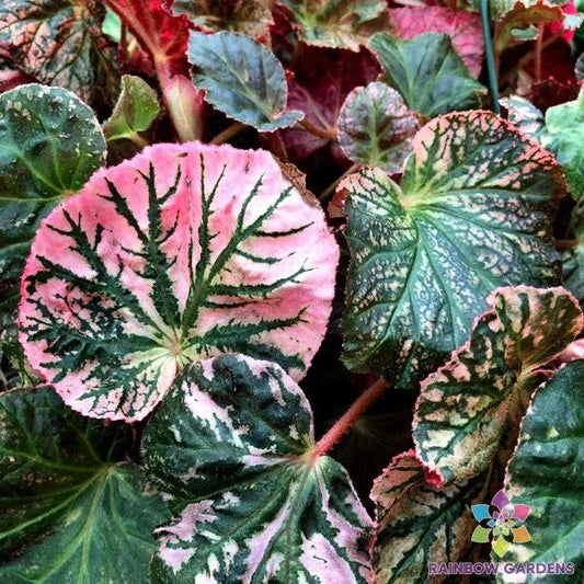 Midnight Sun Begonia Seeds - 25+ Pack, Vibrant Flowering Plant, Begonia x tuberhybrida, Garden, Container, Hanging Basket