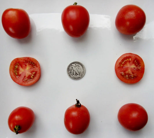 Northern Delight Seeds - Very Early Variety for Quick Harvest, 25 Non-GMO Seeds for Home Garden, Container & Raised Bed Planting