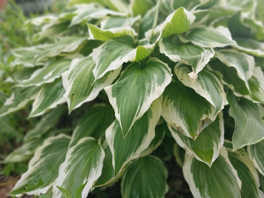 Hosta Roots 3 Patriot Variegated Plants Green with White Edges Hosta plantaginea Garden Shade Plant