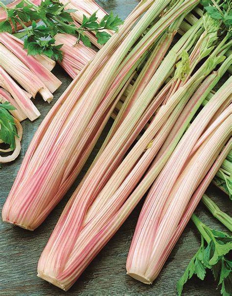 Peppermint Celery Seeds - Organic Apium graveolens Herb Garden Starter, Non-GMO, Full Sun, 200 Seeds