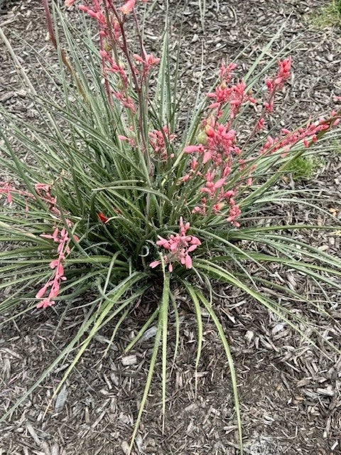 False Yucca Seedlings | Coral & Red Yucca | Drought-Tolerant Perennial | Hesperaloe parviflora Plant
