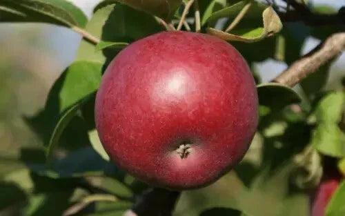McIntosh Apple Seeds - 25+ Non-GMO for Gardening, Orchard, Home Growing - Malus domestica