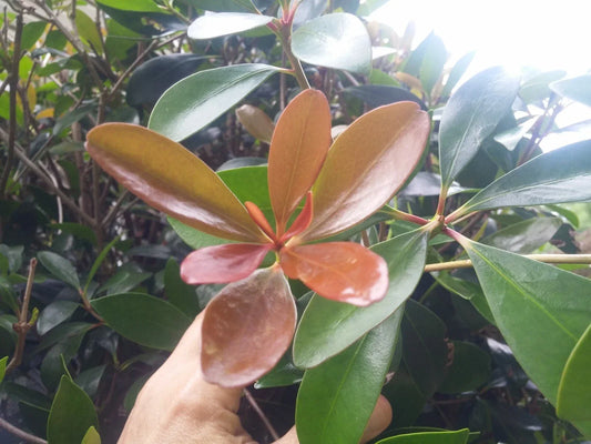 Leann Cleyera Bush Cuttings - 20 Thin Rooting Scions - Evergreen Hedge Plants - Cleyera japonica - Dense, Glossy Green Foliage