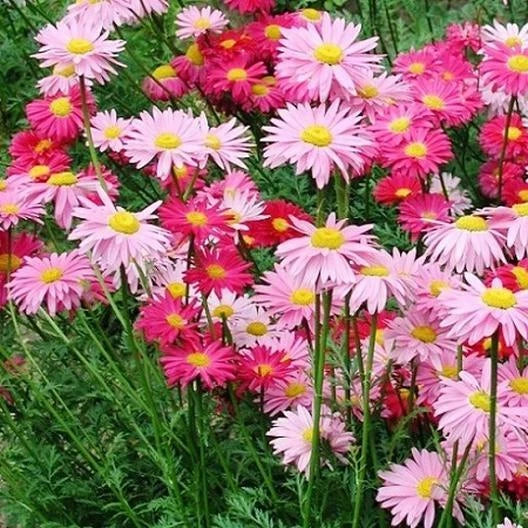 Painted Daisy Seeds - Robinson's Giant Mix - Non-GMO Perennial with Large Colorful Blooms - Bellis perennis, 100 Seeds