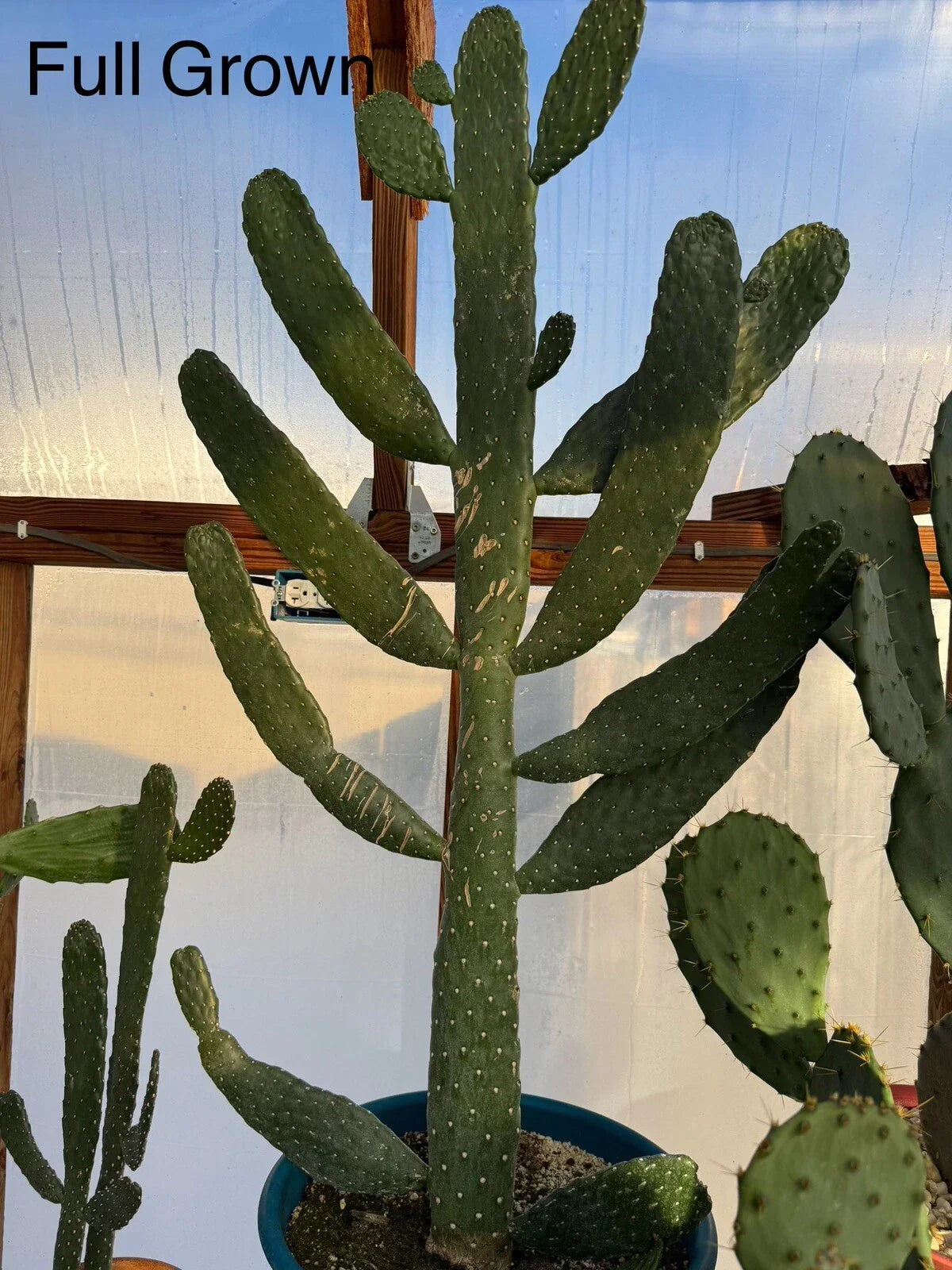 Sour Prickly Pear Cactus Starts - Consolea Rubescens - Fast Growing Rooted Cactus Plant for Succulent Collection