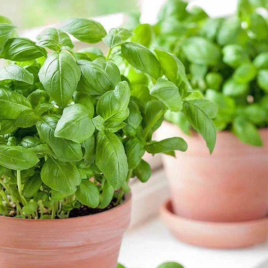 Large Sweet Basil Seeds for Pots - Non-GMO Herb Seeds - Ocimum basilicum - Ideal for Container Gardens & Culinary Use