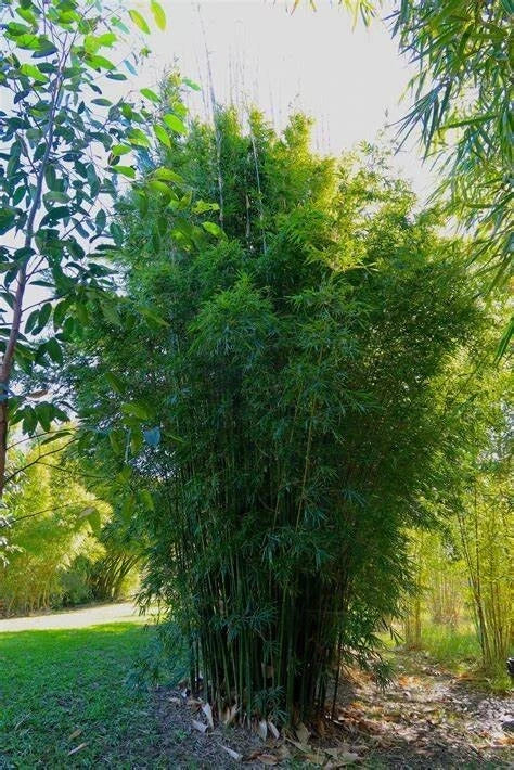 Gracilis Bamboo Seeds - 50 Count Clumping Privacy Plant for Garden Shade Bambusa textilis var. gracilis
