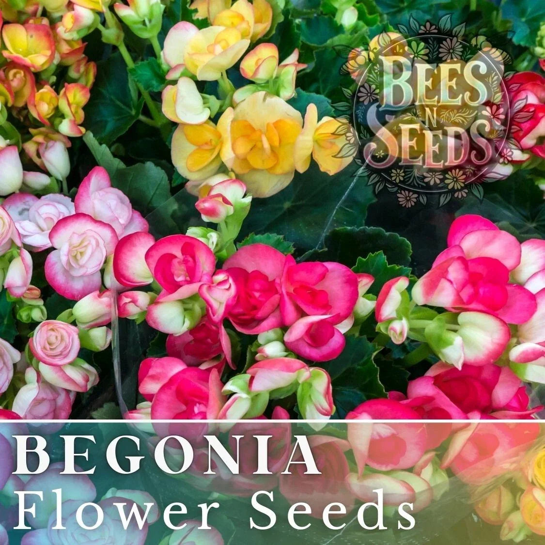 Dreamscape Blend Begonia Seeds - Non-GMO Flower Seeds for Indoor & Outdoor Gardens - 45 or 125 Count - Begonia spp.