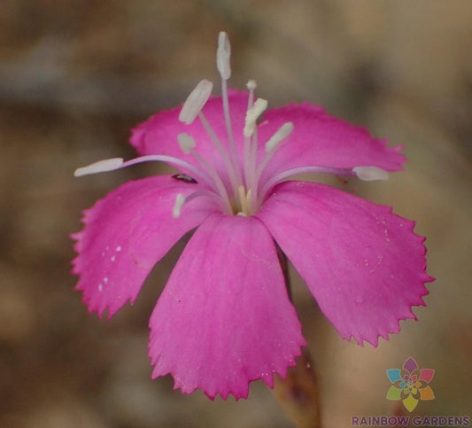 Lesotho Pink Carnation Seeds - 200+ Pack - Dianthus caryophyllus - Vibrant Pink Flowers for Garden, Borders, Containers