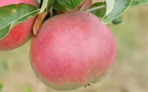 Apple Seeds for Planting - Sops in Wine Variety - Malus domestica - Non-GMO Organic Seeds for Home Garden
