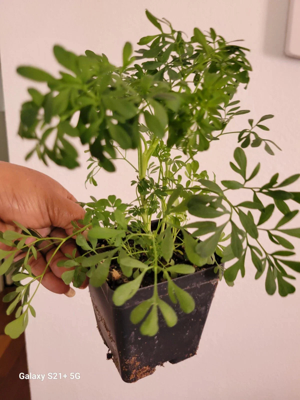 Blue Rue Plant - Live Herb, Ruta graveolens for Good Luck & Energy, Indoor/Outdoor Gardening, Starter Herb