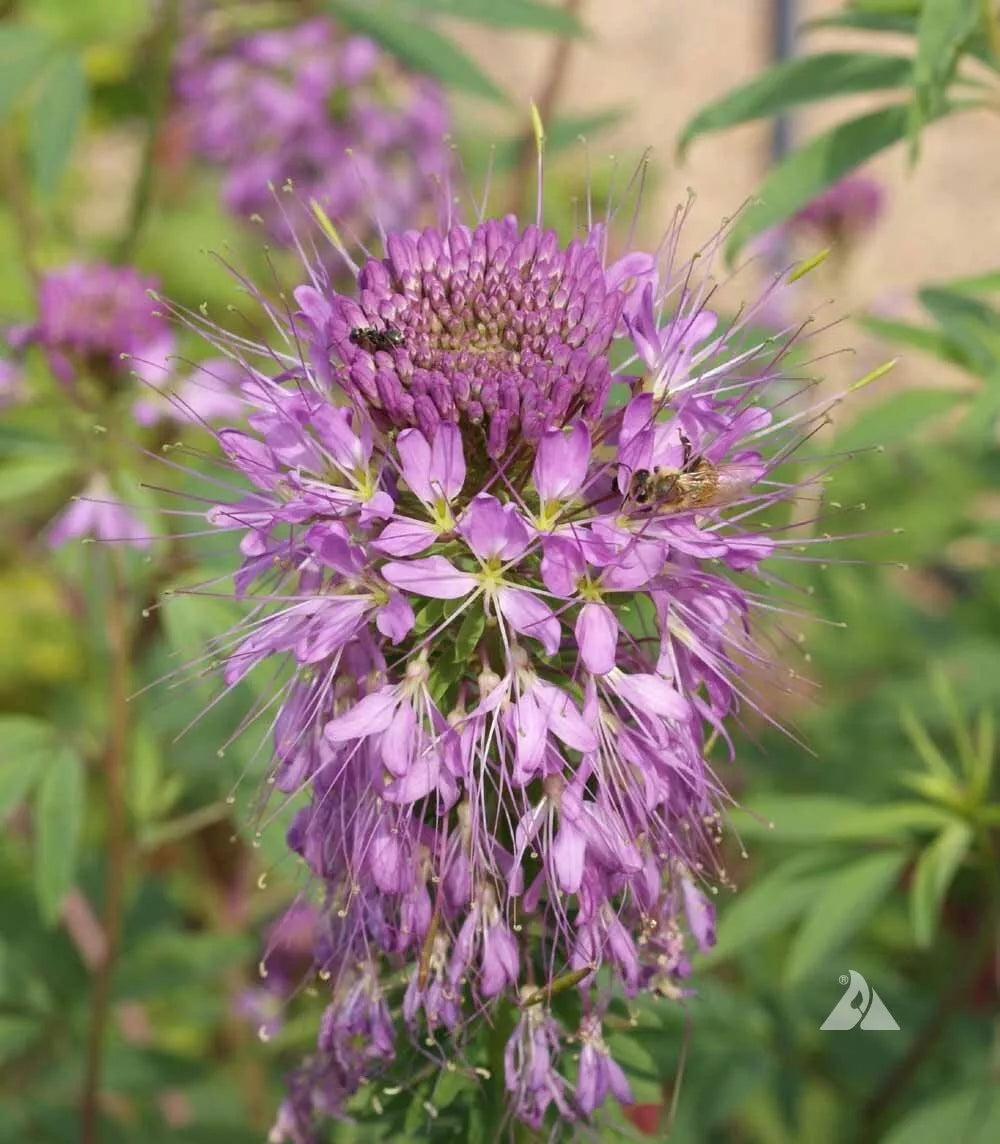 Cleome Seeds - Rocky Mountain Bee Plant, Non-GMO, Pollinator-Friendly Wildflower Seeds for Bees & Butterflies, 400 Seeds
