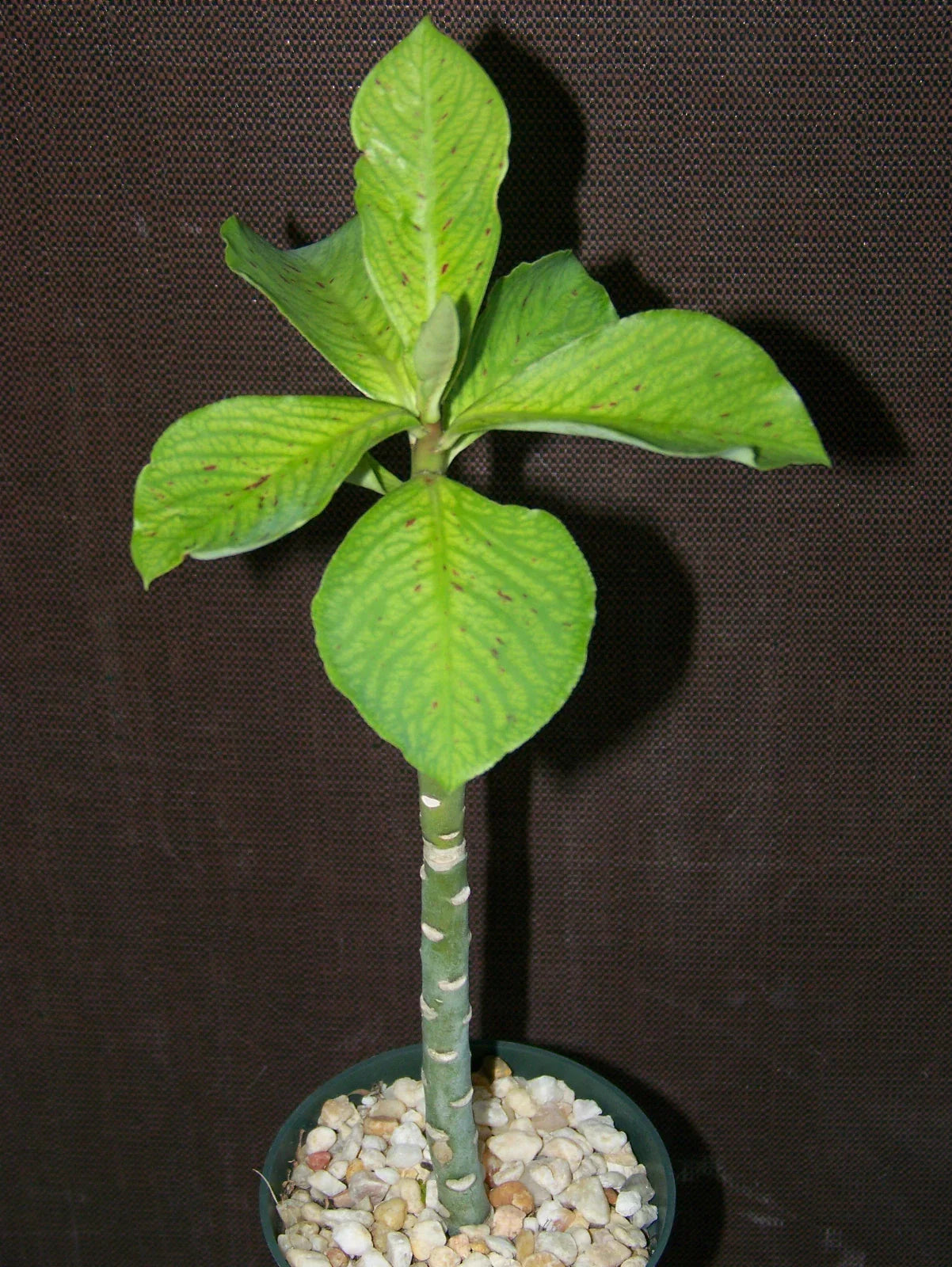 African Milkbush Succulent Plant 4" Pot - Synadenium grantii - Rare Exotic Cacti with Variegated Leaves
