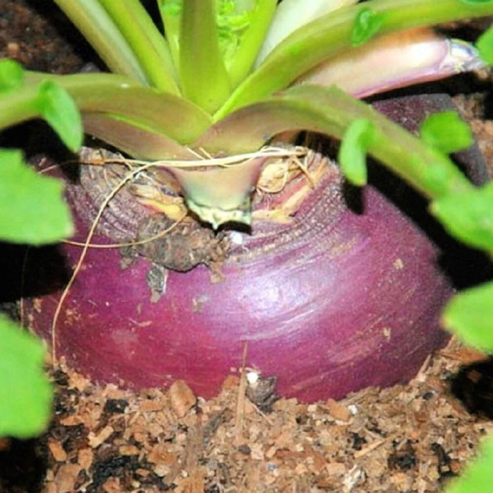 Rutabaga Seeds Heirloom Laurentian Brassica napus Non-GMO Root Vegetable for Gardening