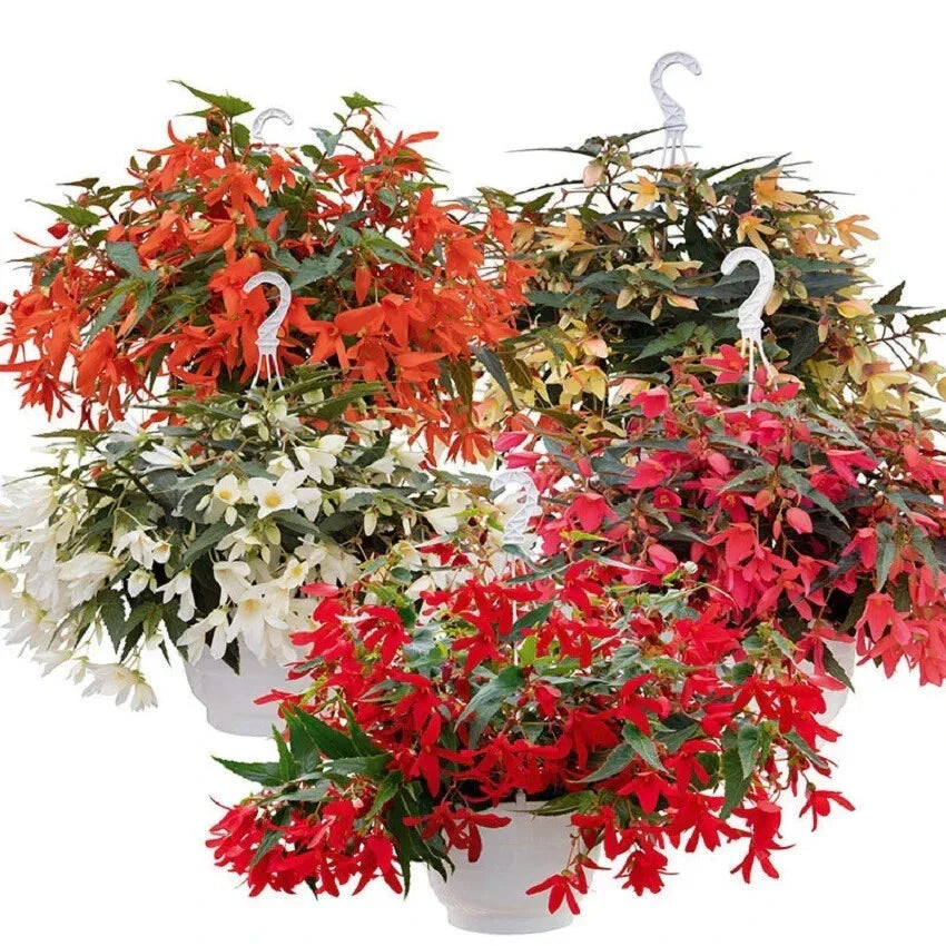 Begonia Seeds Pelleted Groovy Mix for Indoor Outdoor Gardens - Vibrant Flowering Begonia spp.