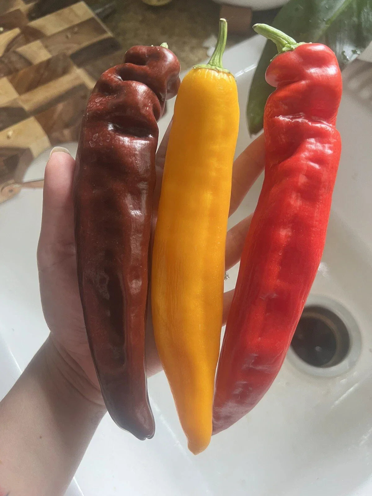 25 XL Multicolor Sweet Pepper Seeds – Capsicum annuum Vegetable Garden Pack for Easy Growing