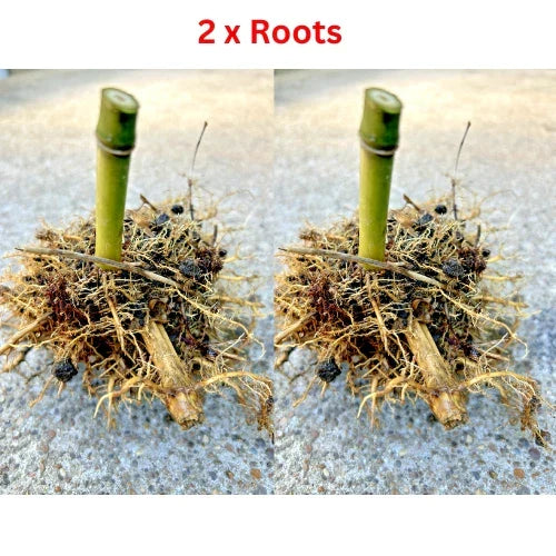 Live MOSO Bamboo Roots 2 Pack Phyllostachys edulis, Fast-Growing Clumping Bamboo for Garden or Indoor Landscaping