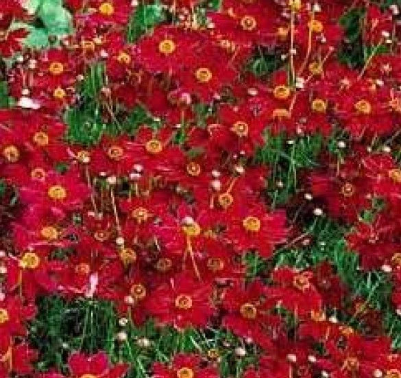 Coreopsis Seeds - 100 Fresh Tall Red Flower Seeds - Plains Coreopsis (Coreopsis tinctoria) for Pollinator Gardens