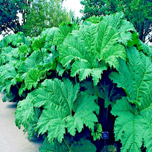 Gunnera Manicata Seeds - 100g Rare Giant Hardy Exotic Plant for Tropical Garden, Dinosaur Food, Large Leaves