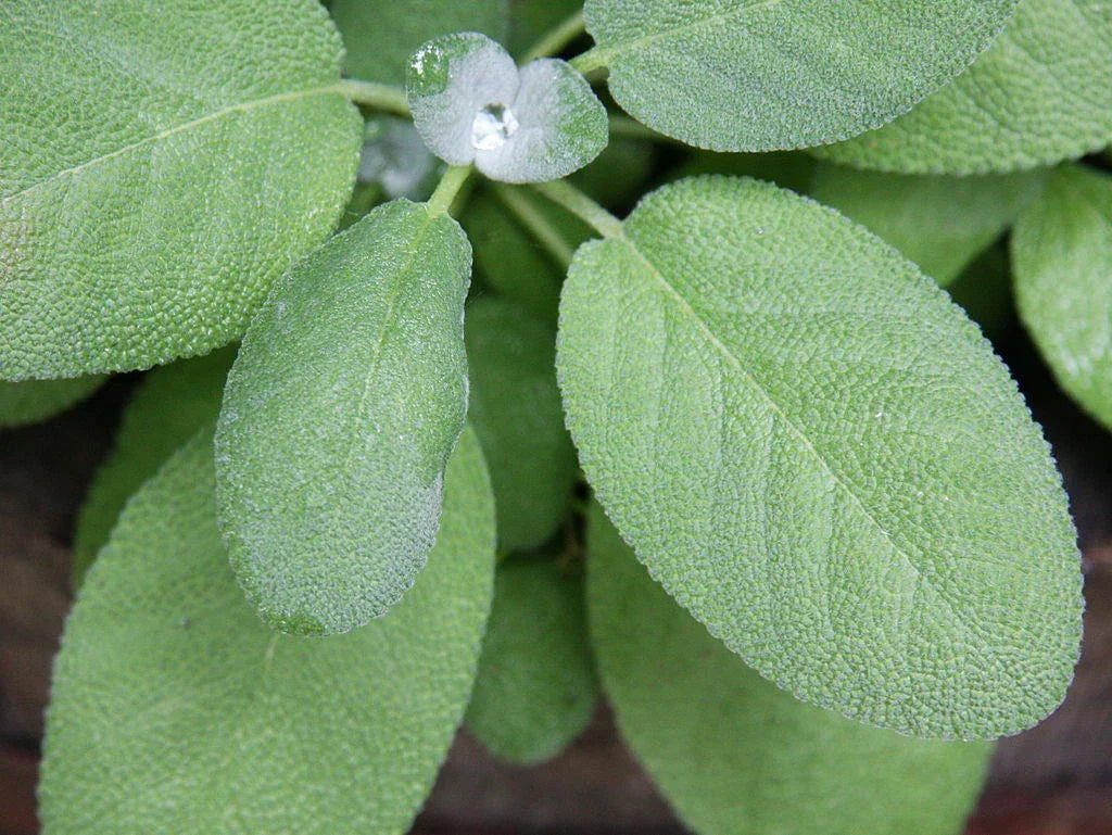 Broadleaf Sage Seeds - 150 Non-GMO Salvia officinalis Herb Seeds for Culinary, Pollinator Gardens, Indoor & Outdoor Planting