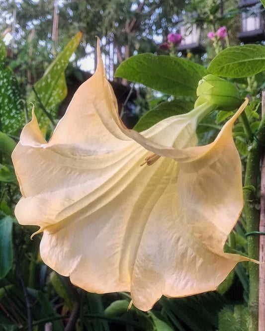 Olympic Flame Angel Trumpet Seeds - 10 Pack Brugmansia spp. Orange & Yellow Trumpet Flowers for Exotic Garden & Patio