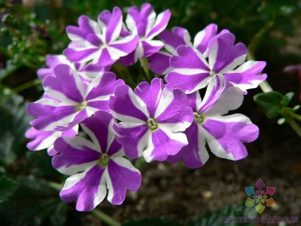 Ivy Leaf Geranium Seeds - 25+ Premium Pelargonium peltatum Purple & White Trailing Flowers for Garden & Containers