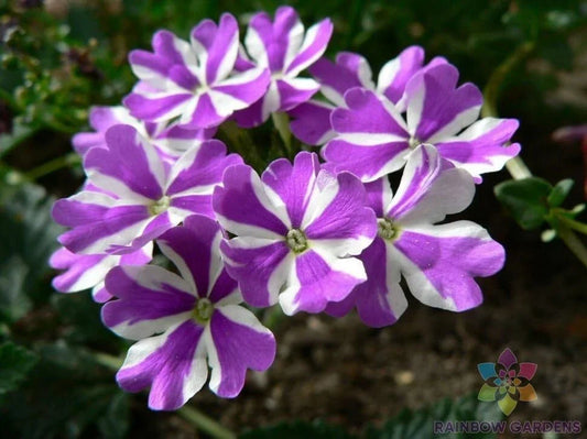 Ivy Leaf Geranium Seeds - 25+ Premium Pelargonium peltatum Purple & White Trailing Flowers for Garden & Containers