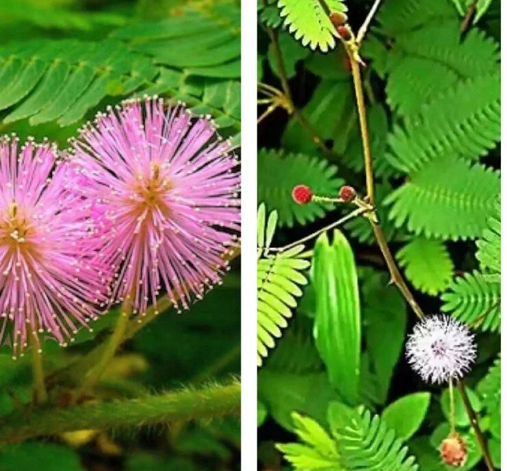Sensitive Plant Seeds - Mimosa pudica Touch Me Not 30 Seeds, Interactive Foliage, Indoor & Outdoor Gardening