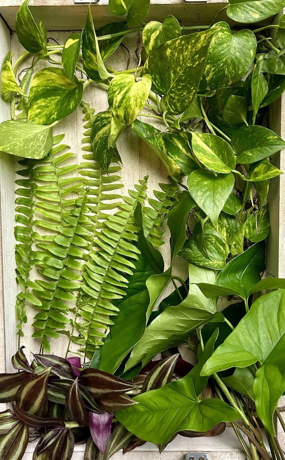 40 Rooted Plant Cuttings Assorted Varieties Indoor Outdoor Gardening Plants | Various Species