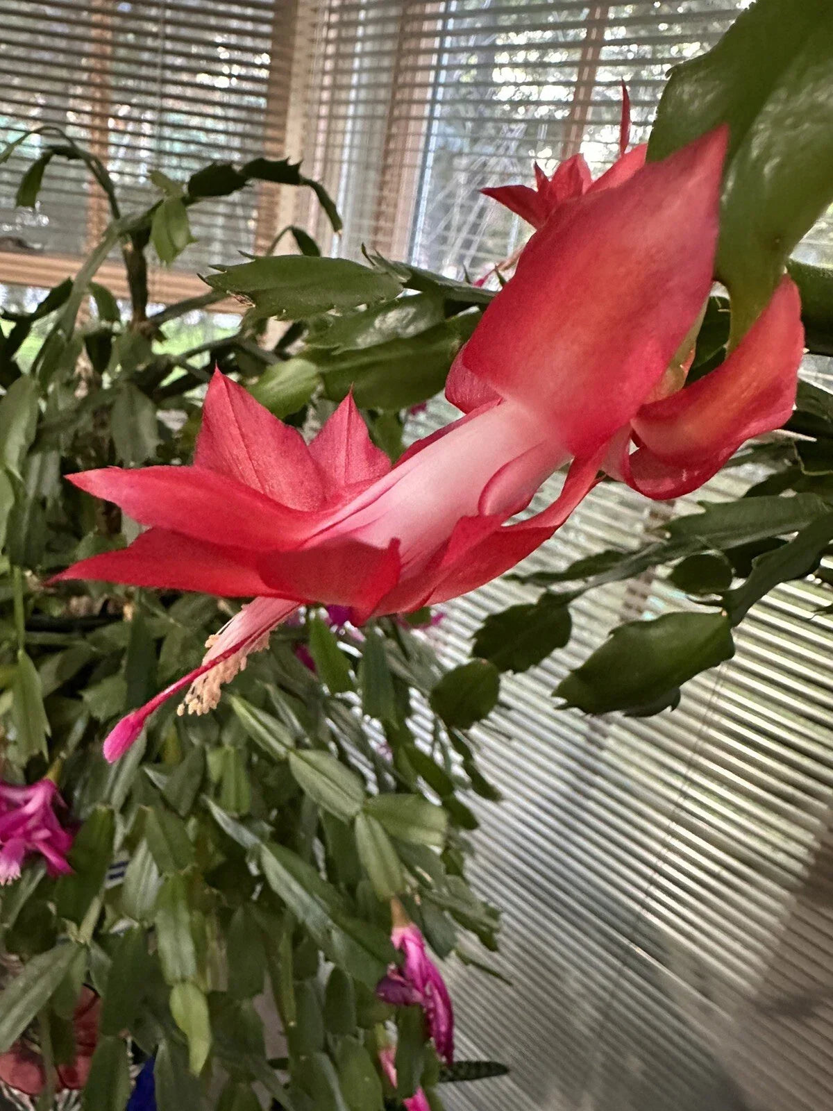 Giant Christmas Thanksgiving Cactus Cuttings Red S. truncata Succulent for Home Decor Garden