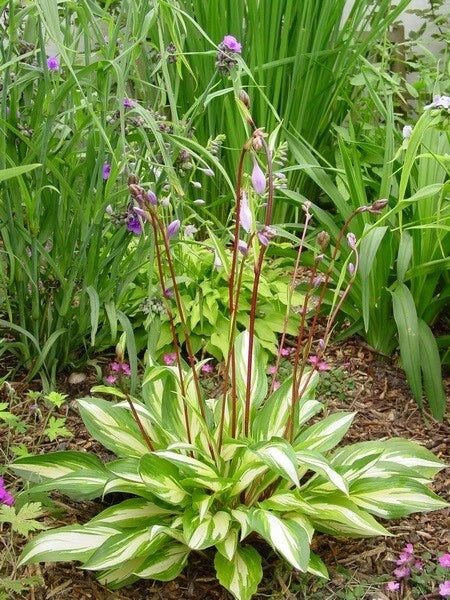 Hosta Cherry Berry Perennial Plant in 5.25" Pot | Shade Garden Favorite with Unique Heart-Shaped Leaves & Red Stems