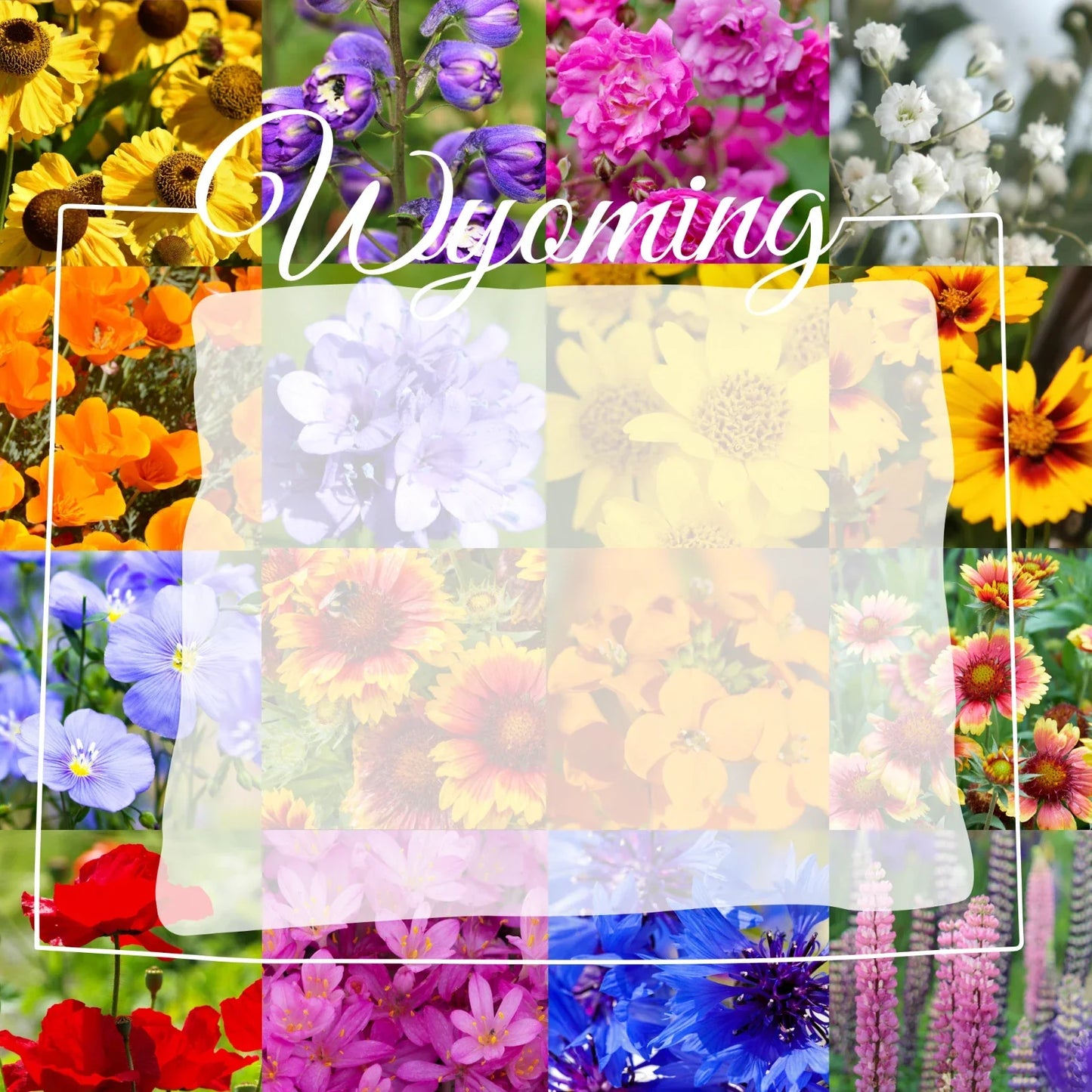 Wyoming Western Wildflower Seed Mix 1 lb - Native Wildflowers for Gardens, Meadows & Pollinators - Covers 3,200 sq ft