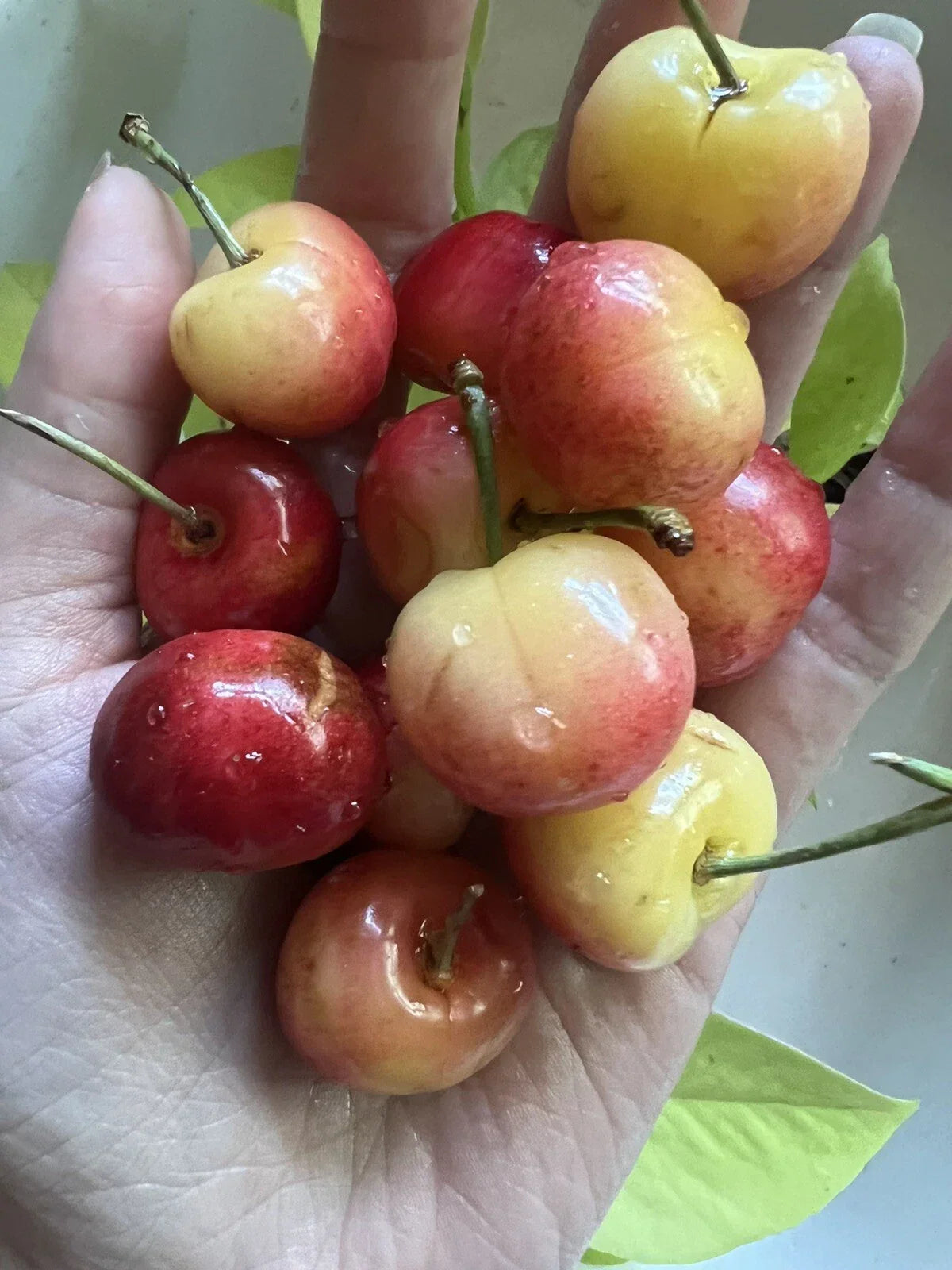 Rainier Cherry Seeds - Organic Non-GMO Prunus avium Fruit Tree Pack of 5 for Home Garden, Sweet Juicy Cherries, Full Sun, Well-Drained Soil