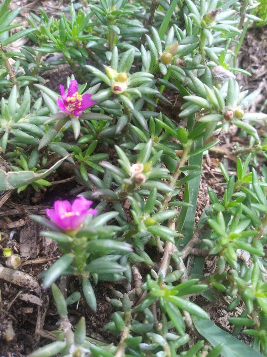 Organic Live Rooted Pink Blooms Succulents - Drought Tolerant Native Plants for Low Maintenance Gardens - 2 Plants