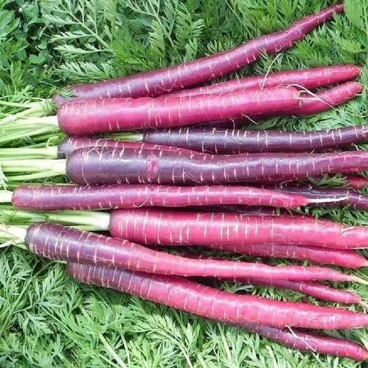 Cosmic Purple Carrot Seeds - Non-GMO Heirloom Vegetable - Daucus carota - Vibrant Purple Root, Sweet Flavor, Full Sun, Easy to Grow, 200 Seeds