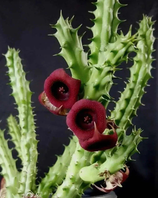 Huernia Schneideriana Red Dragon Succulent Cuttings Bare Root - Drought-Tolerant Indoor Outdoor Plant