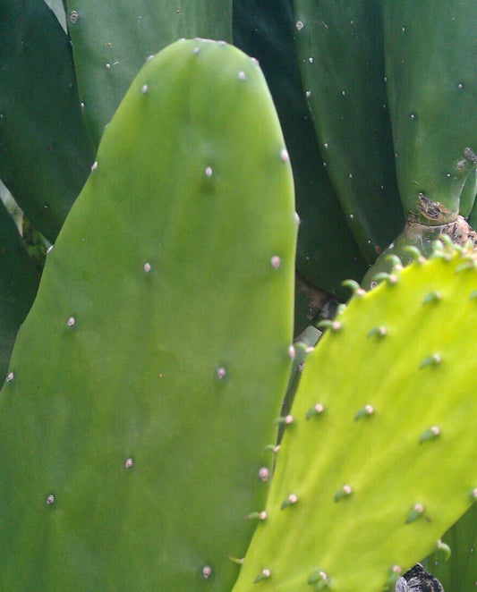 Miniature Prickly Pear Cactus Rooted Opuntia Succulent Indoor Plant - Easy Care, Low Water, Small Space, Desert Decor